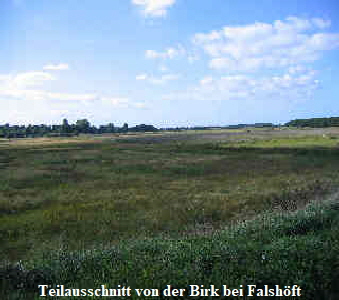 Birk-bei Falshft 20% 01- 2006